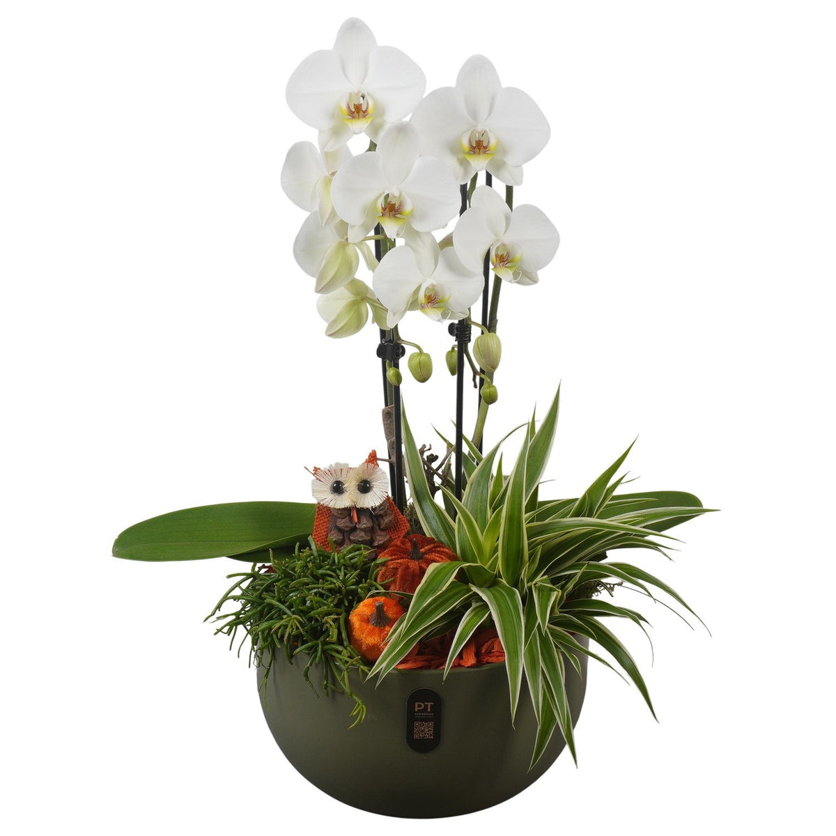 Indoor arrangement 59cm 26cm Pot