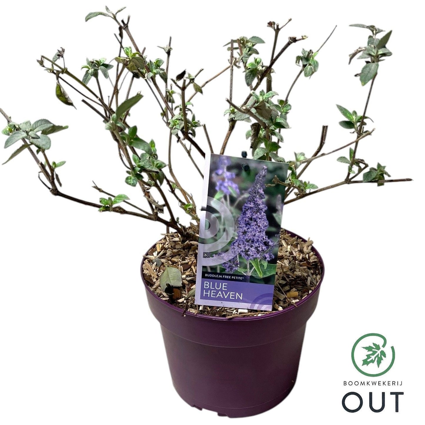 Buddleja davidii mix 60cm 19cm Pot