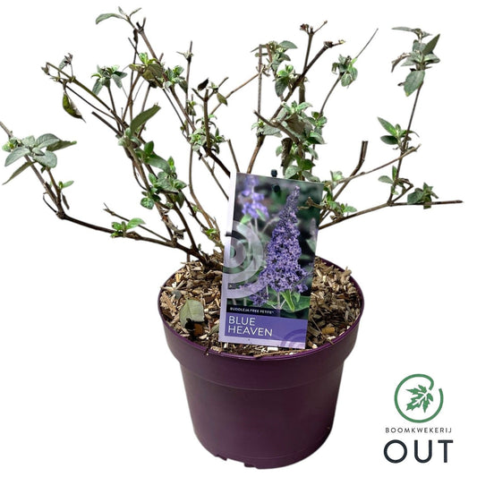 Buddleja davidii mix 60cm 19cm Pot