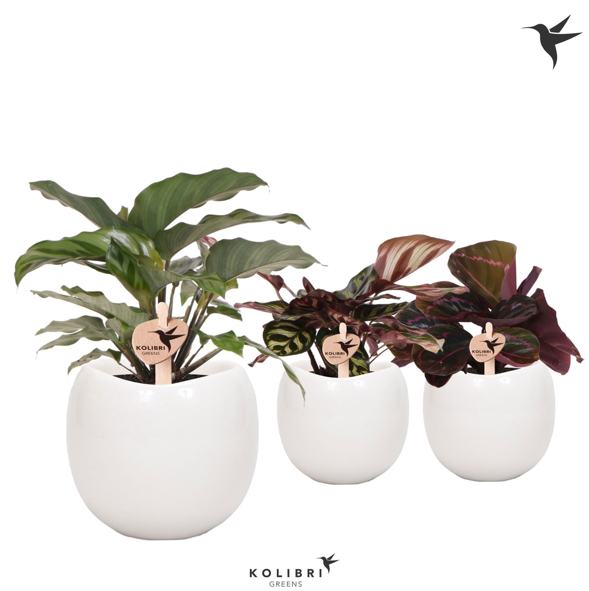 Calathea mix in ceramics 24cm 9cm Pot
