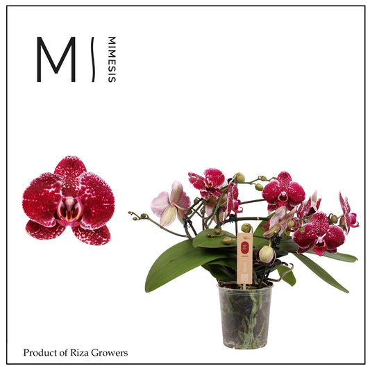 Riza Ter Laak Orchios Phalaenopsis Muse Red Pack of 3