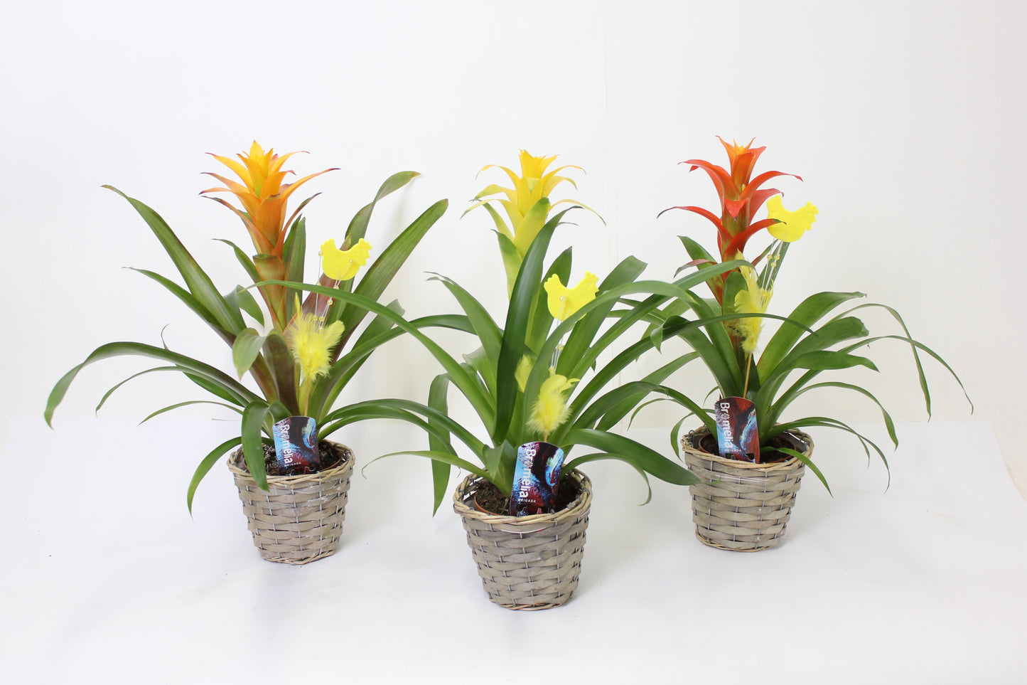 Guzmania mix 55cm 12cm Pot