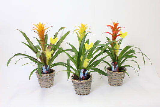 Guzmania mix 55cm 12cm Pot