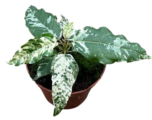 Ficus benjamina 12cm 8cm Pot