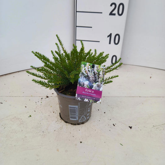 Erica White Perfection 10cm 10.5cm Pot