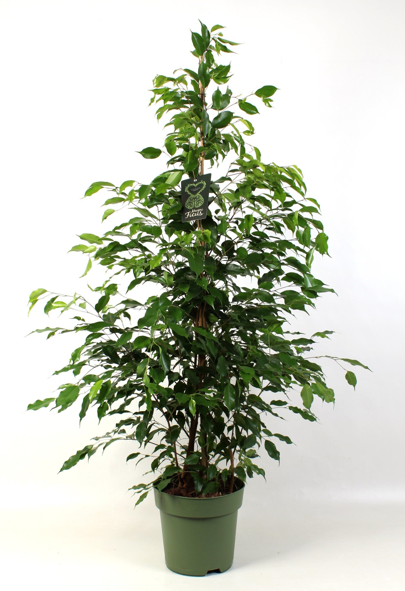 Schenkel BV, Kwekery de Ficus benj. Exotica Pack of 1