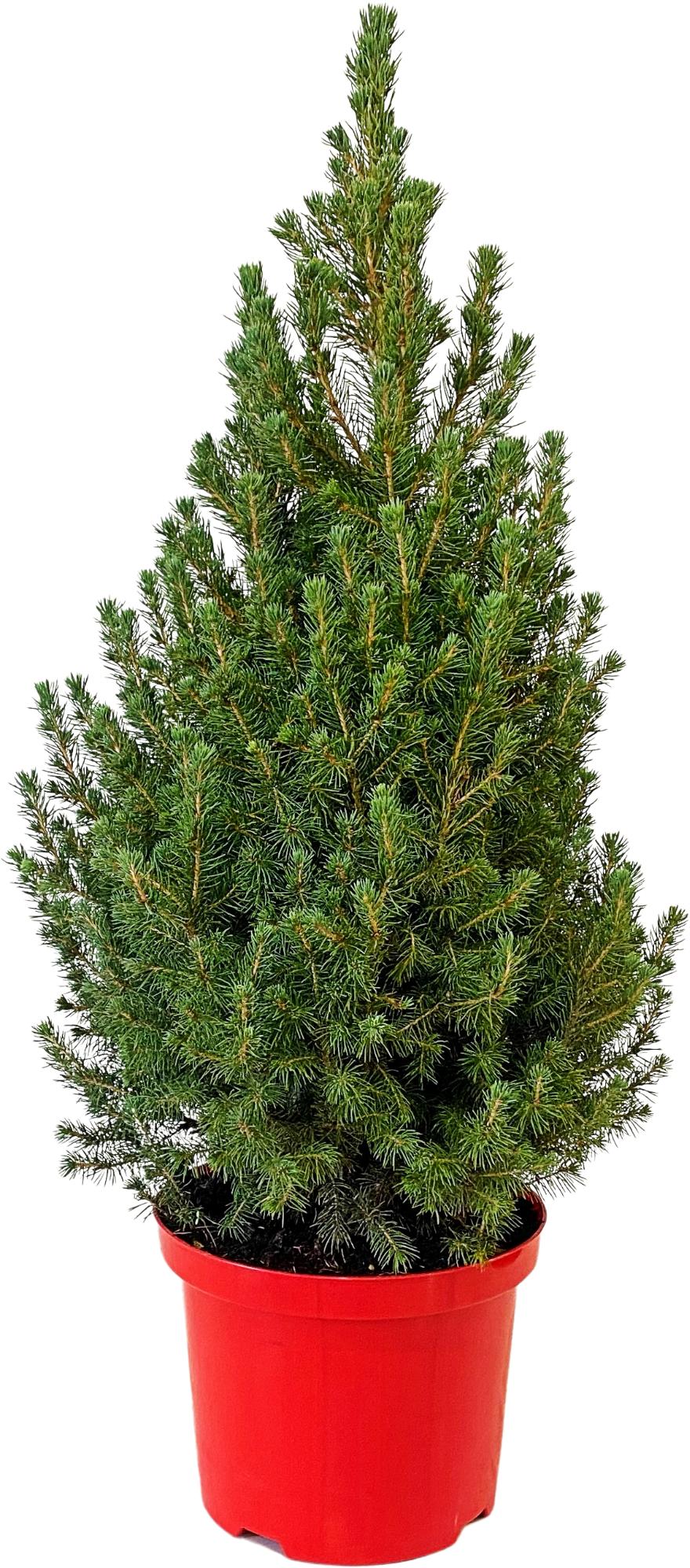 Picea glauca Conica 90cm 23cm Pot
