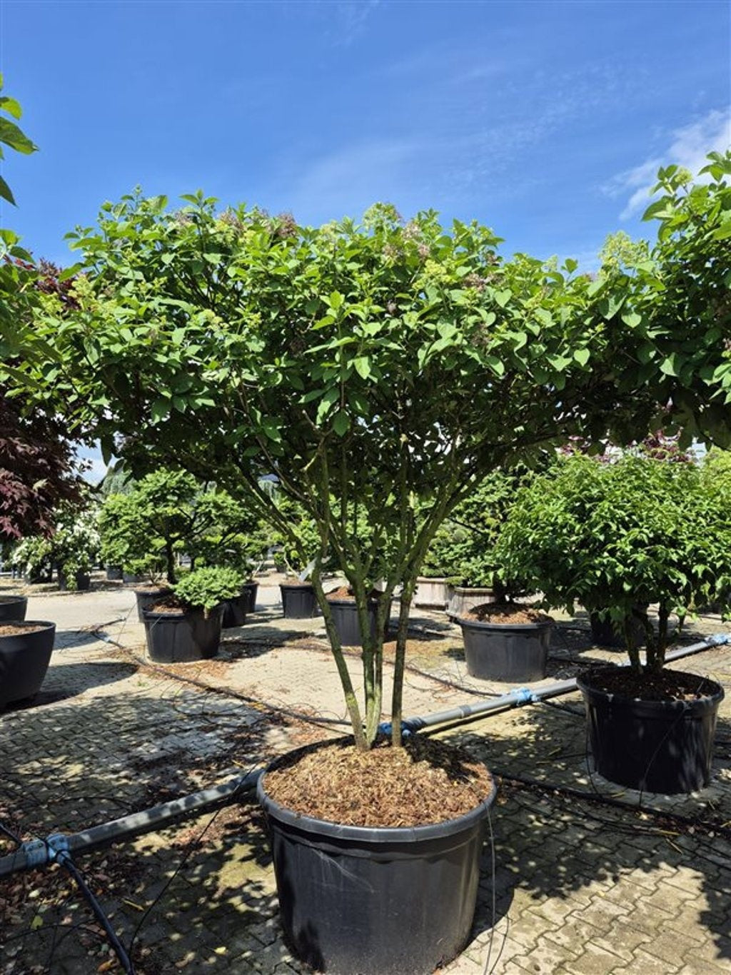 Bloemenkampen BV, Hkw. de Hydrangea pan. Limelight Pack of 1
