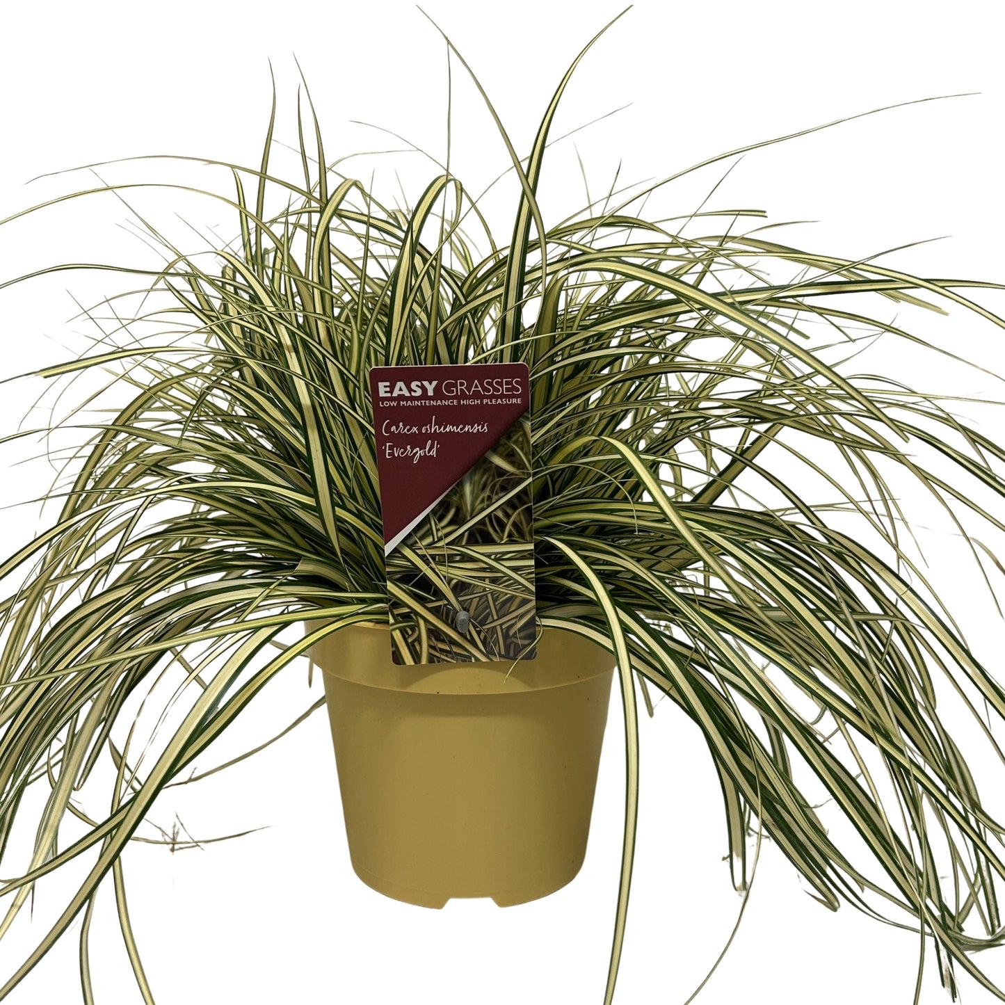 Carex hach. Evergold 35cm 17cm Pot