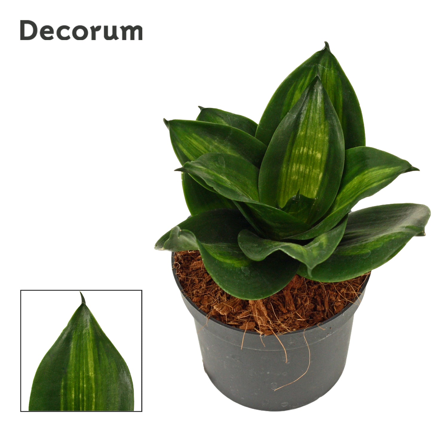 Sansevieria Hahnii 15cm 9cm Pot