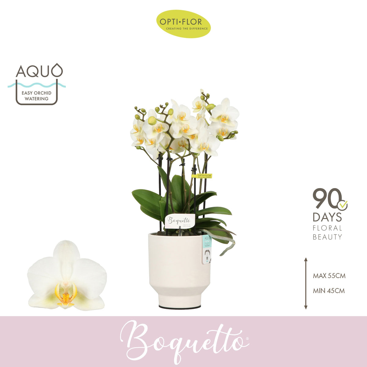 Phalaenopsis multiflora white 45cm 12cm Pot