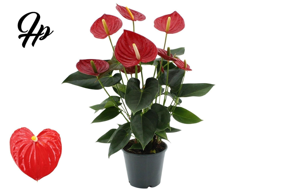 Anthurium Tremendo 57cm 17cm Pot