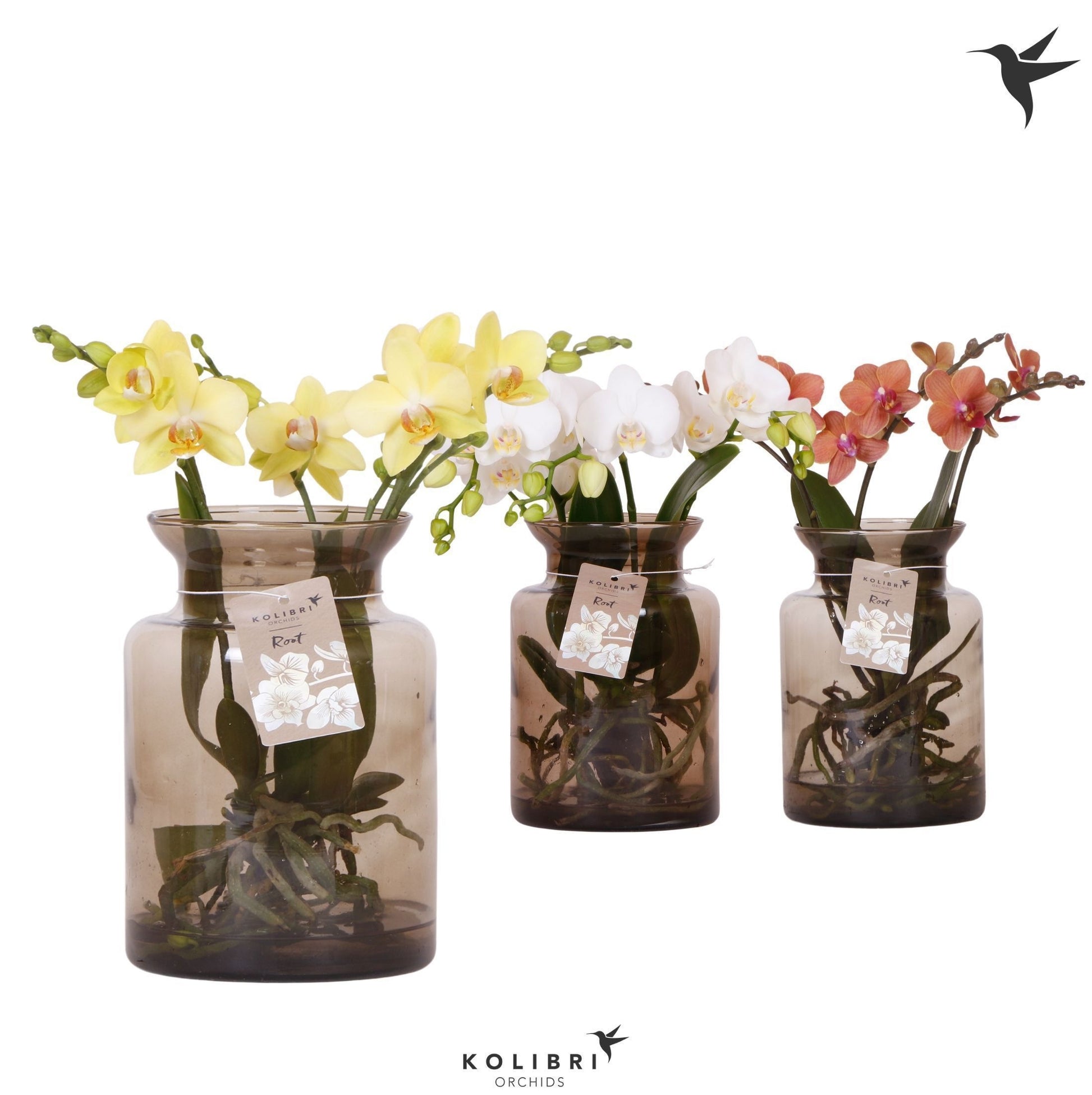 Phalaenopsis mix ceramic 50cm 16cm Pot