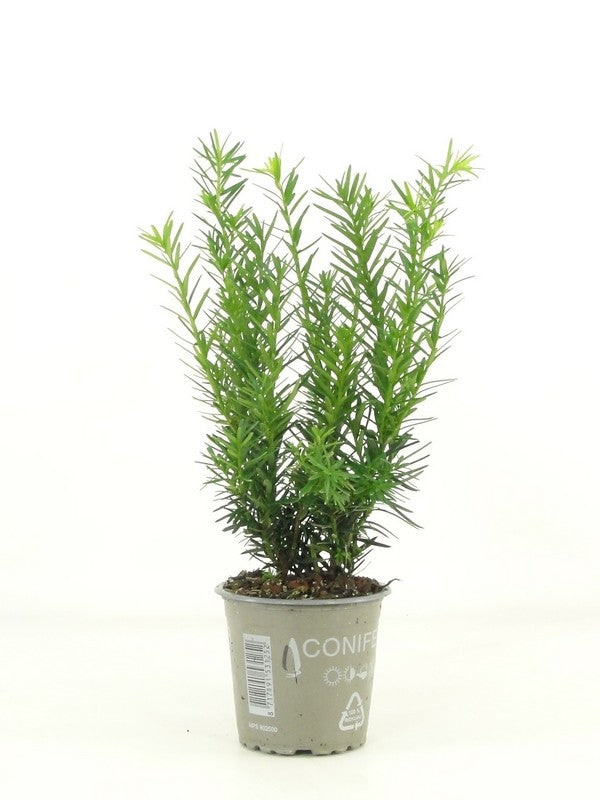 Taxus media Densiformis 20cm 9cm Pot