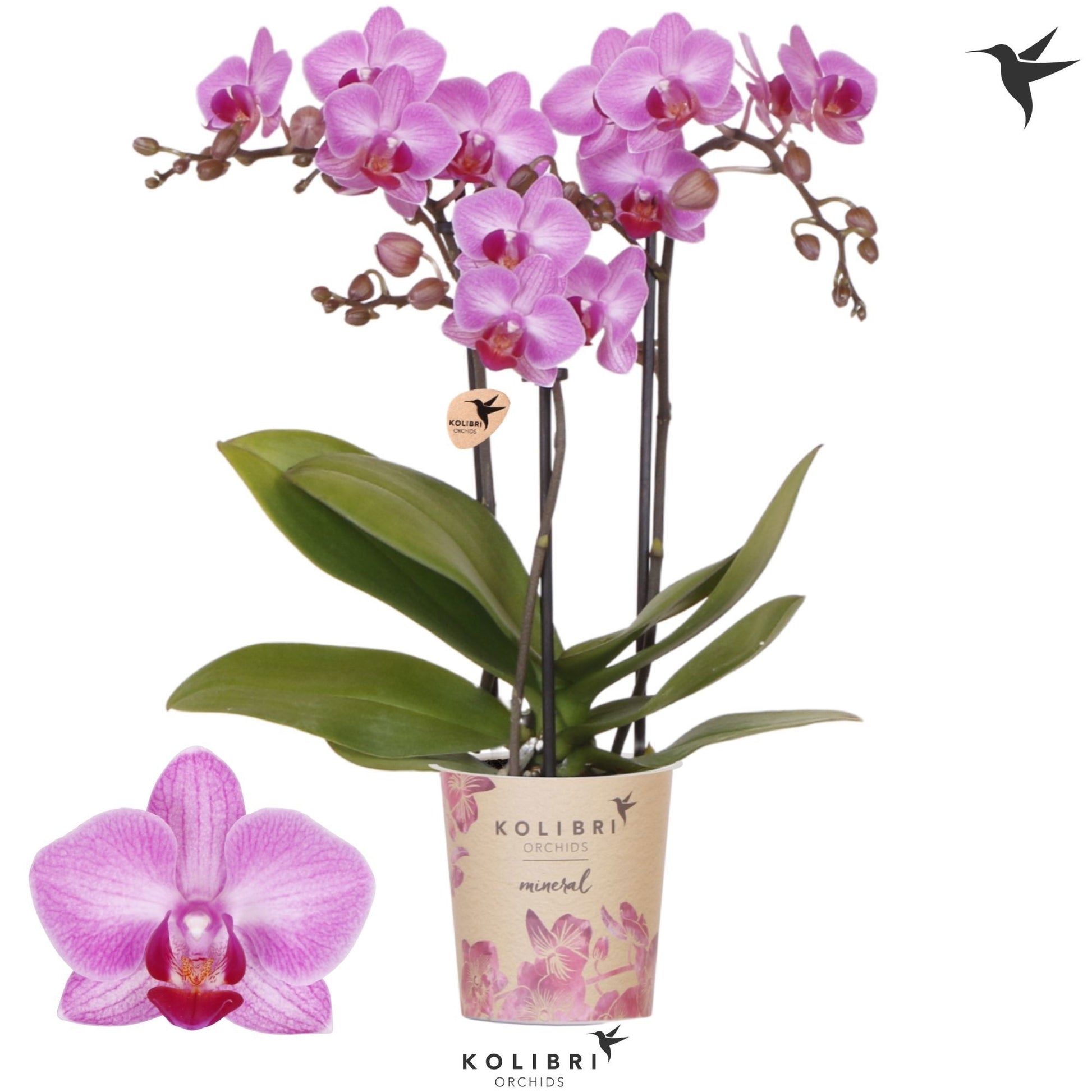 Phalaenopsis mf. Stuttgart 40cm 9cm Pot