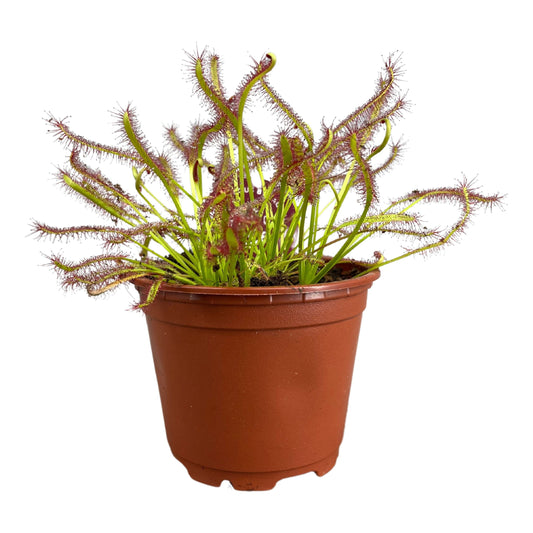 Drosera mix 13cm 8.5cm Pot