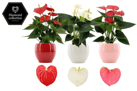 Anthurium mix 40cm 12cm Pot