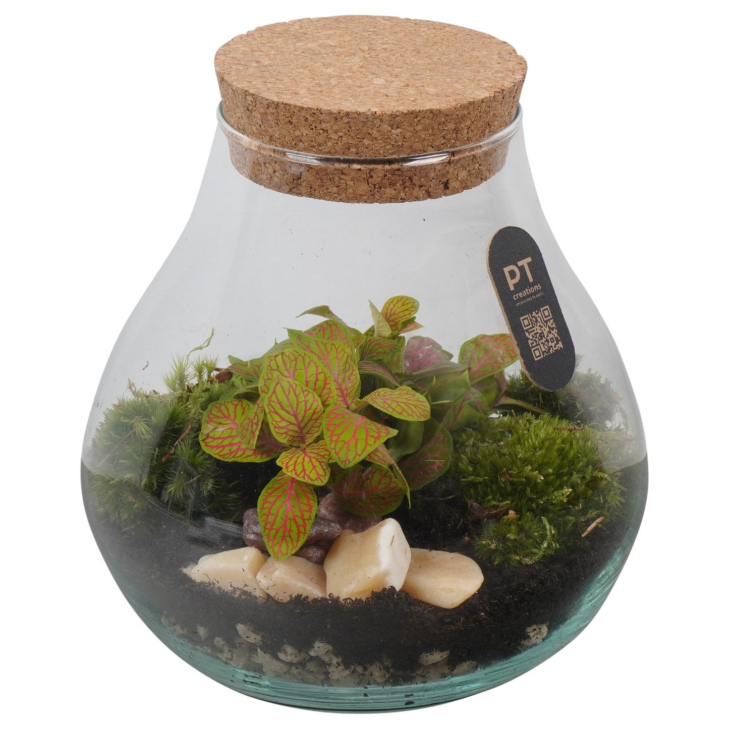 Indoor green arrangement 19cm 17cm Pot