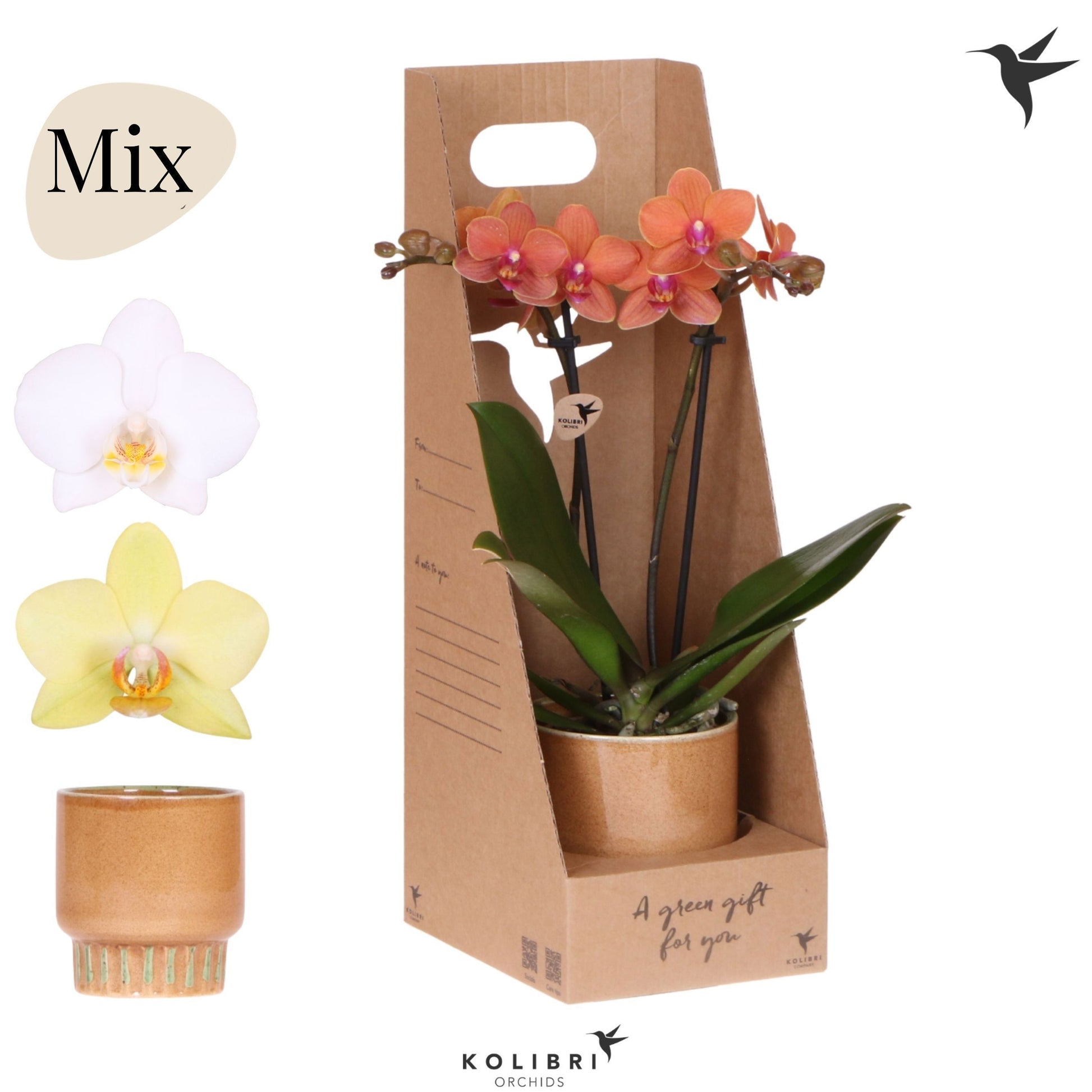 Phalaenopsis mix 40cm 9cm Pot