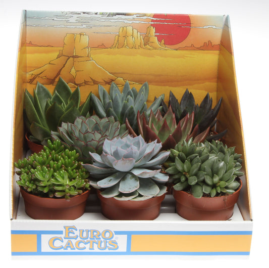 Succulenten mix in showdoos 10cm Special Pot (508)