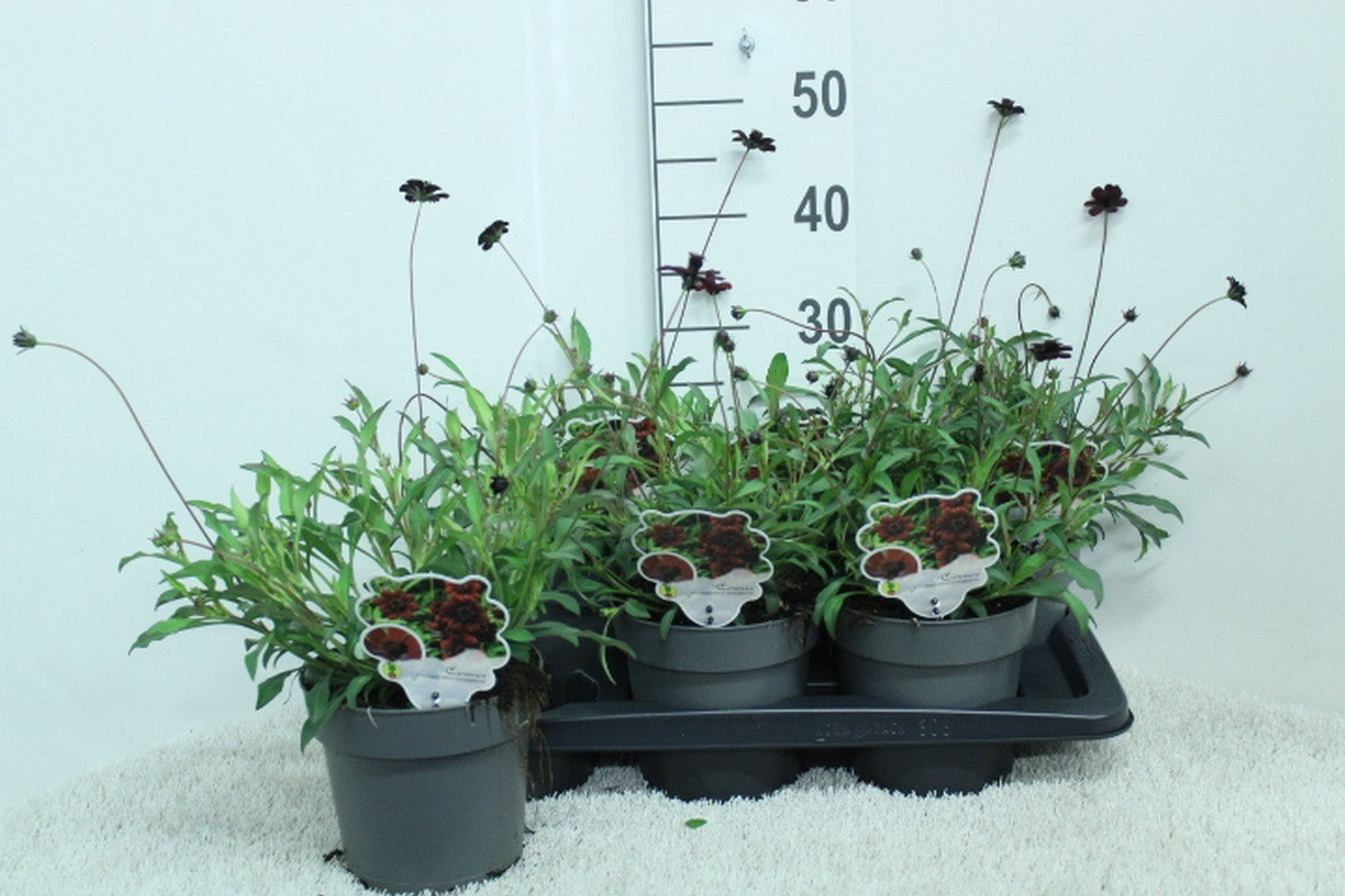 Cosmos Chocomocha 45cm 17cm Pot