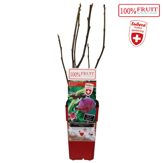 Ficus carica ("Fig") 65cm 15cm Pot