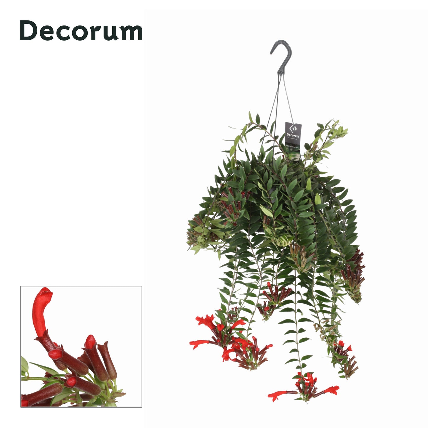 Hillplant BV Aeschynanthus Caroline Pack of 4