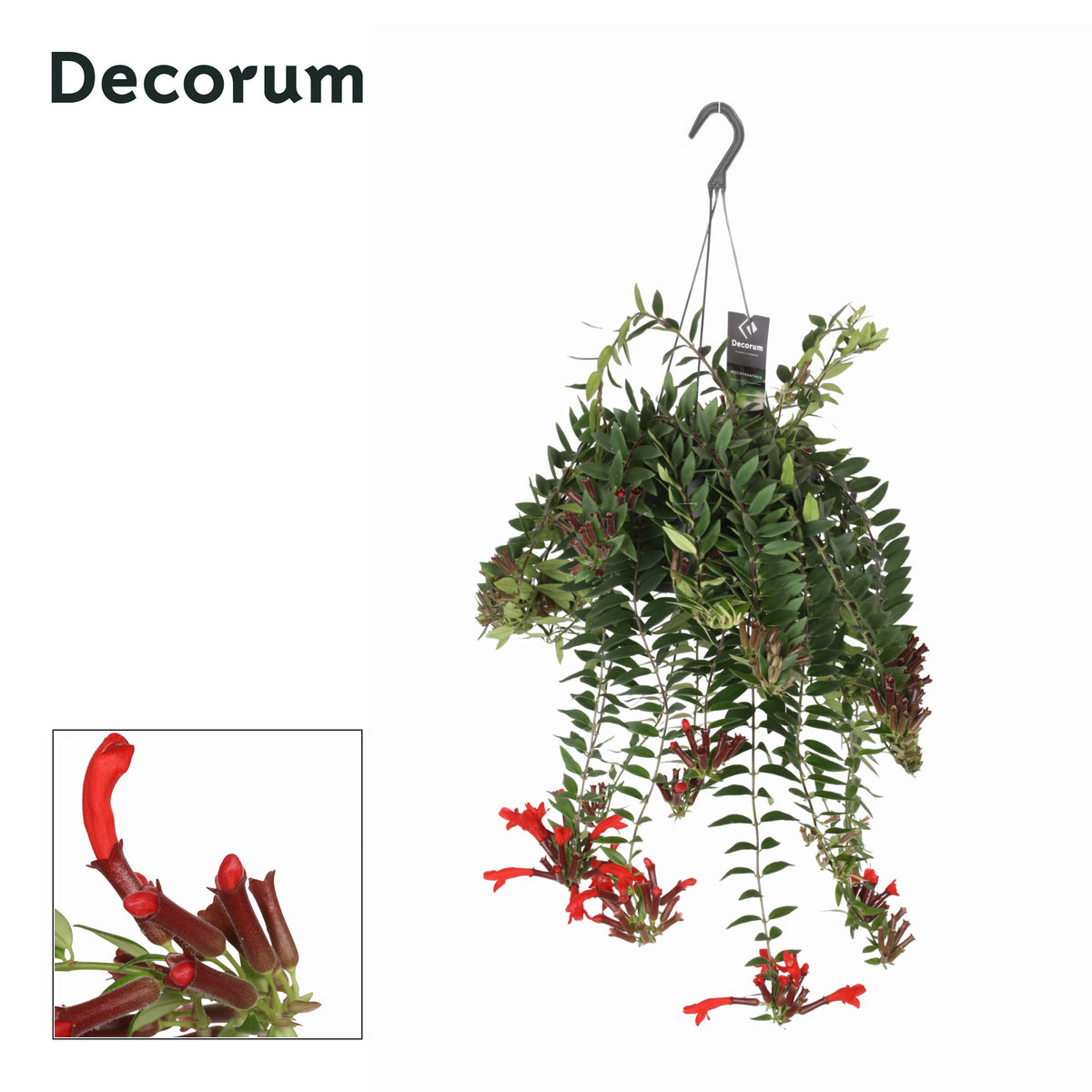 Aeschynanthus Caroline 35cm 17cm Pot