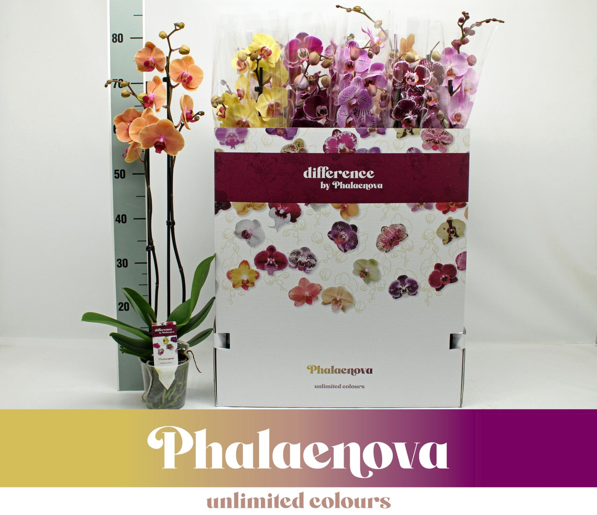 Phalaenopsis mix 12 colors 75cm 12cm Pot
