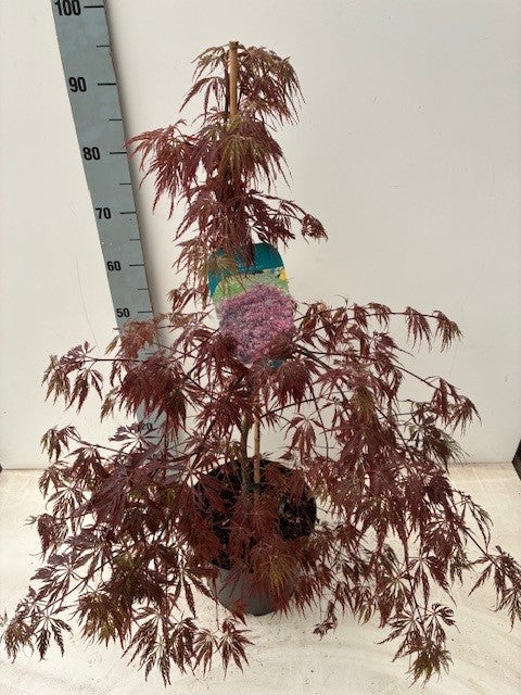 Acer Inaba-shidare 60cm 26cm Pot