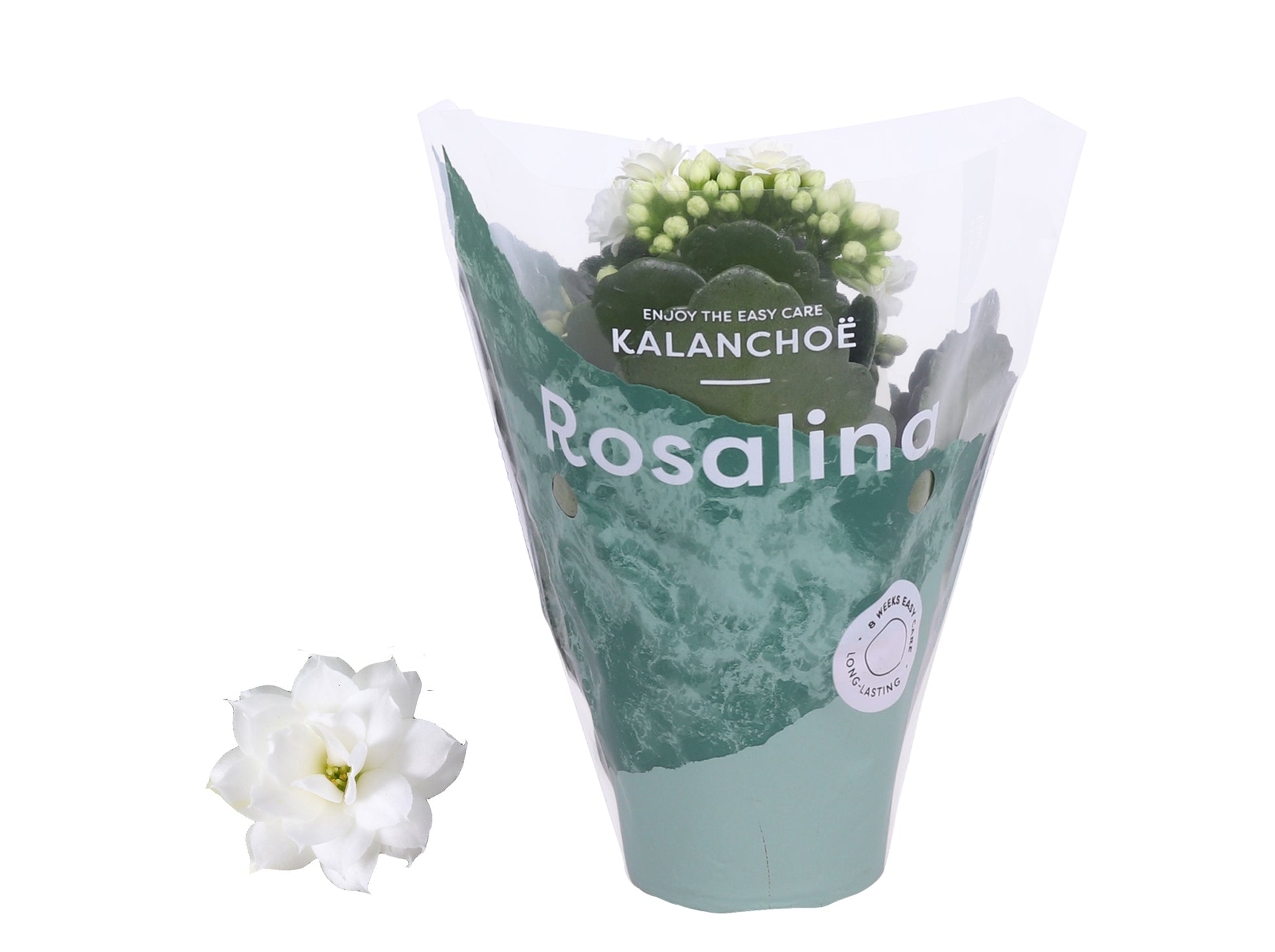 Kalanchoe Rosalina Don Dione 15cm 7cm Pot
