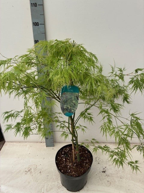 Acer Dissectum 100cm 26cm Pot