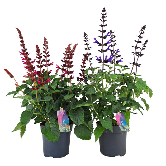 Salvia Salgoon mix 55cm 17cm Pot
