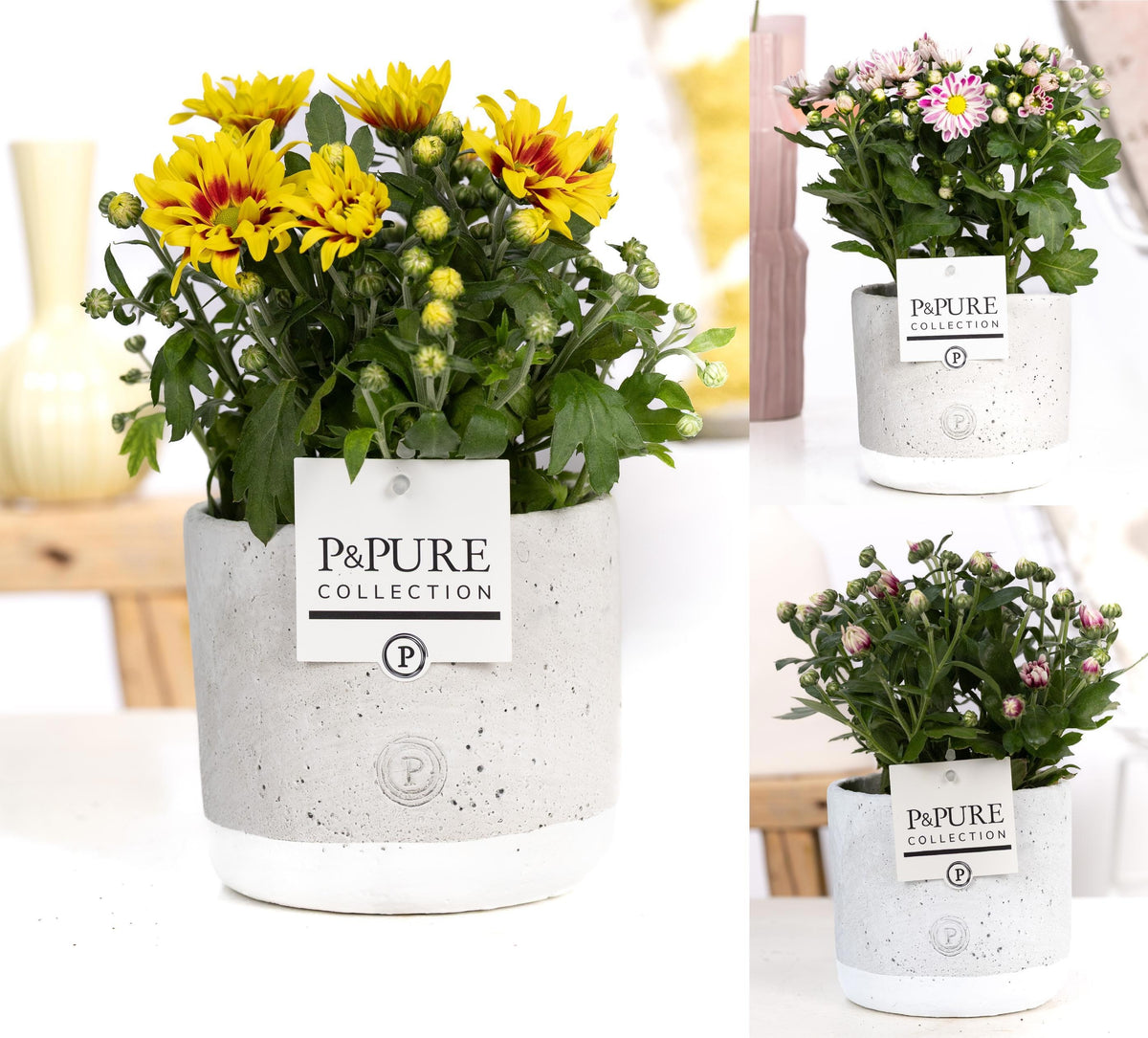 Chrysanthemum bicolour mix 25cm 12cm Pot