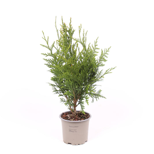 Thuja plicata Excelsa 20cm 11cm Pot