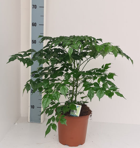 Radermachera sinica 60cm 19cm Pot