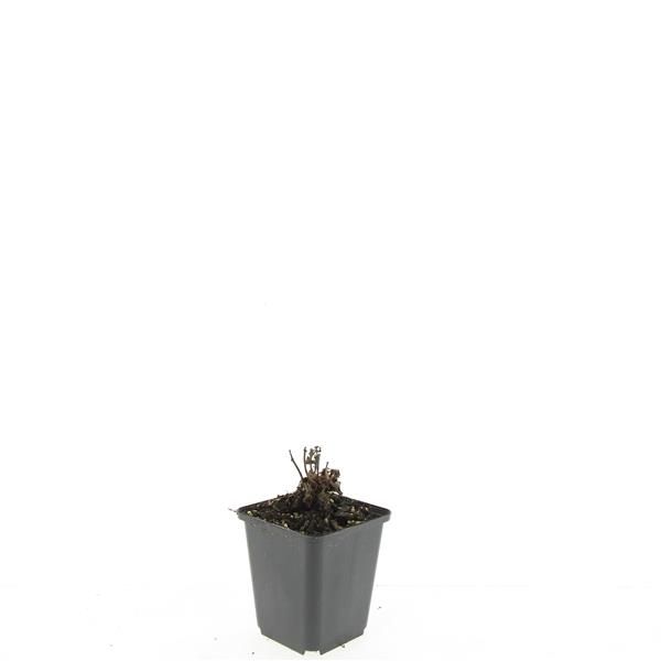 Agastache Blue Fortune 5cm 9cm Pot