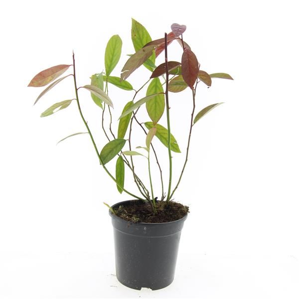 Itea virginica Henry Garnet 10cm 14cm Pot