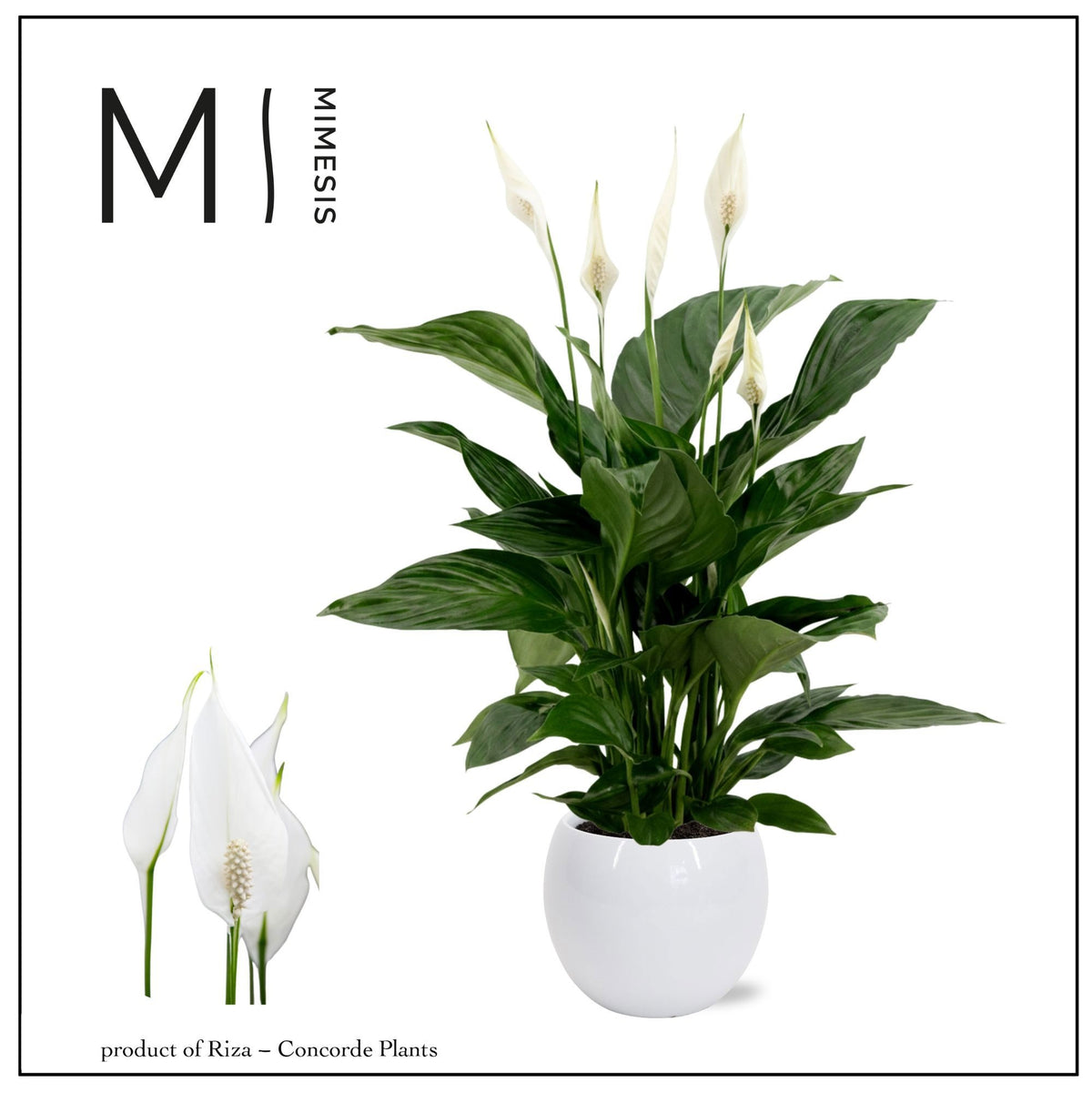 Spathiphyllum Sweet Chico 55cm 13cm Pot