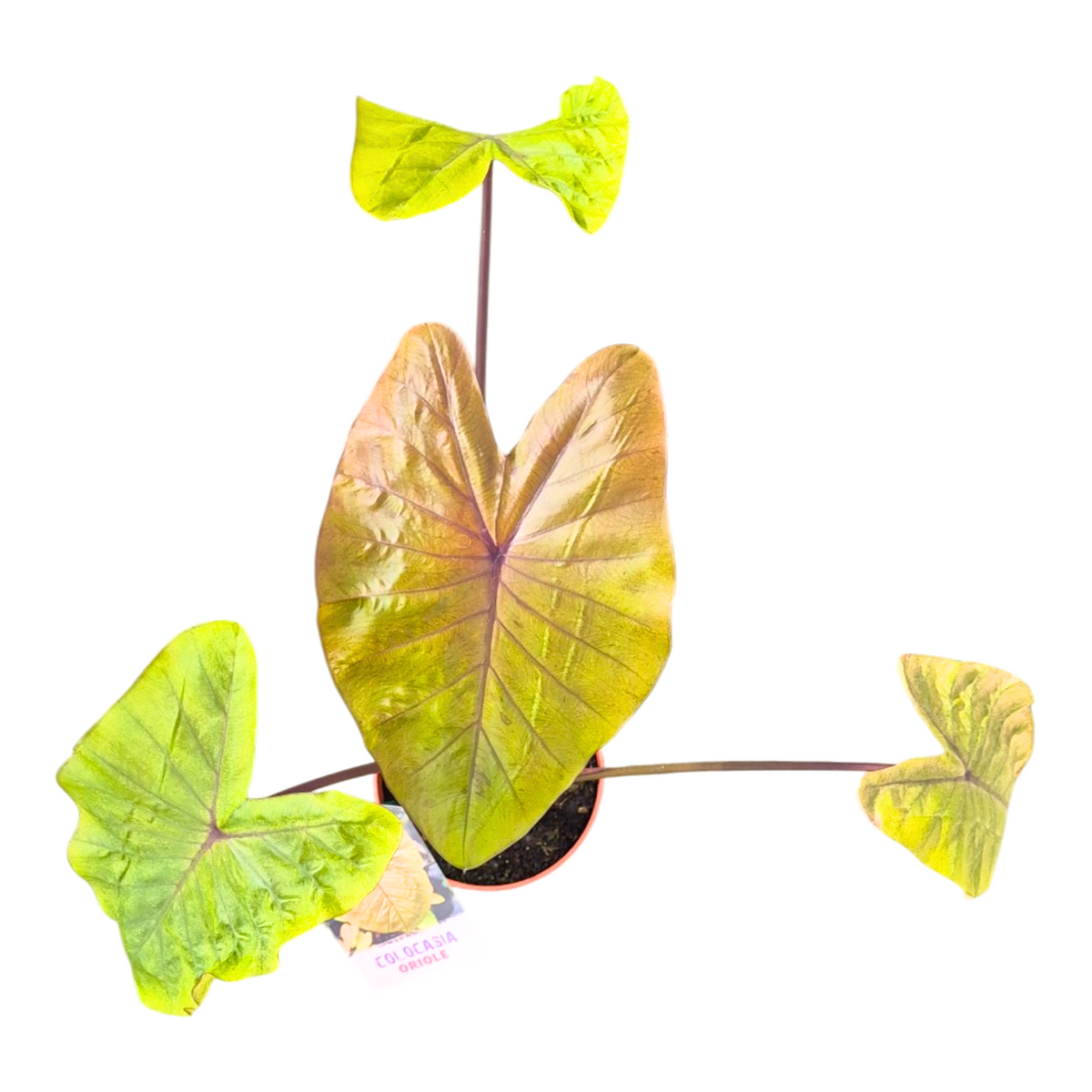 Colocasia Pharaohs Mask 80cm 17cm Pot