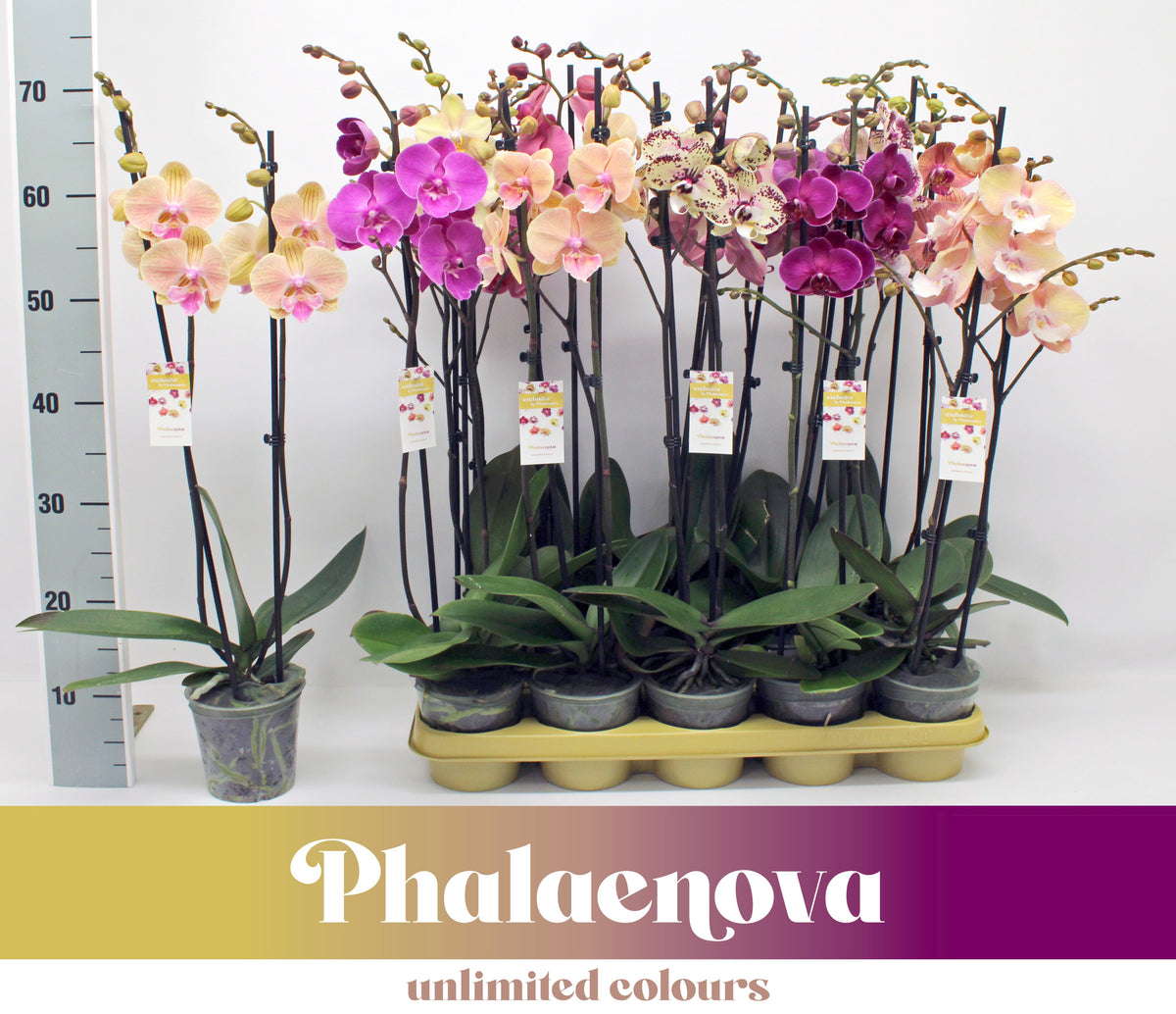 Phalaenopsis mix 10 colors 65cm 12cm Pot