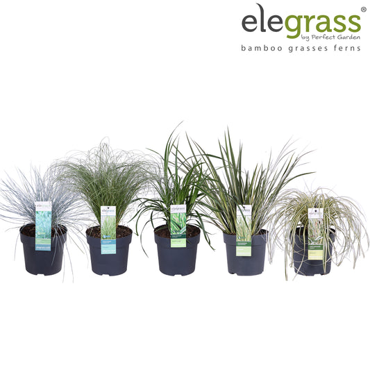 Grasses Mix 35cm 14cm Pot