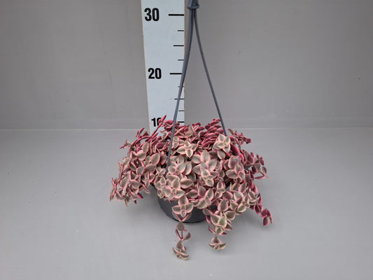 Crassula marginalis 15cm 14cm Pot