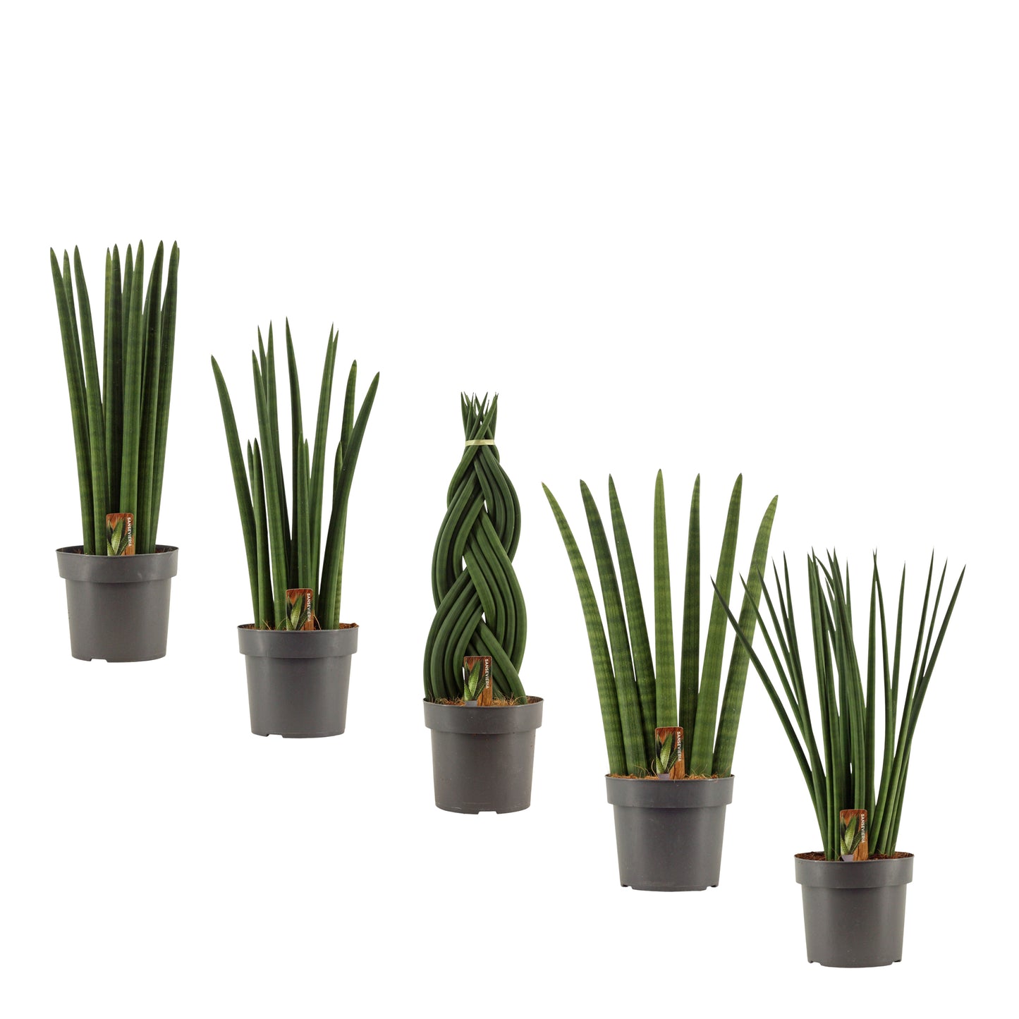 Sansevieria cylindrica 55cm 17cm Pot