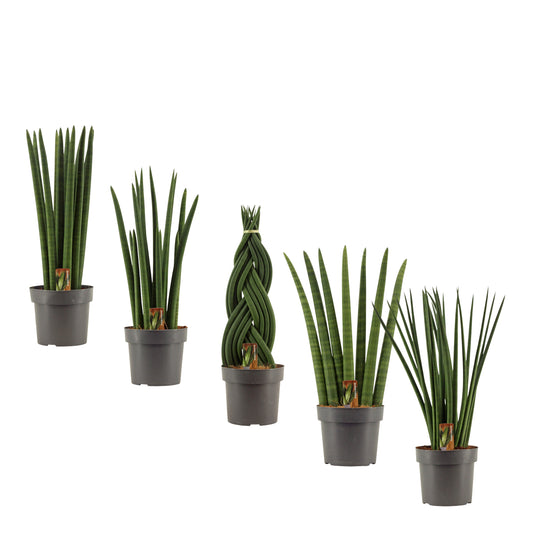 Sansevieria cylindrica 55cm 17cm Pot