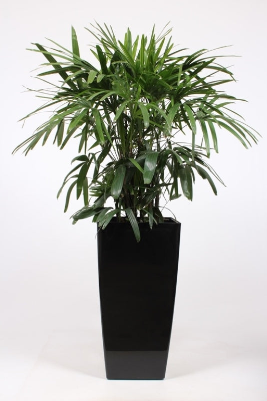 Rhapis excelsa 180cm 40cm Pot