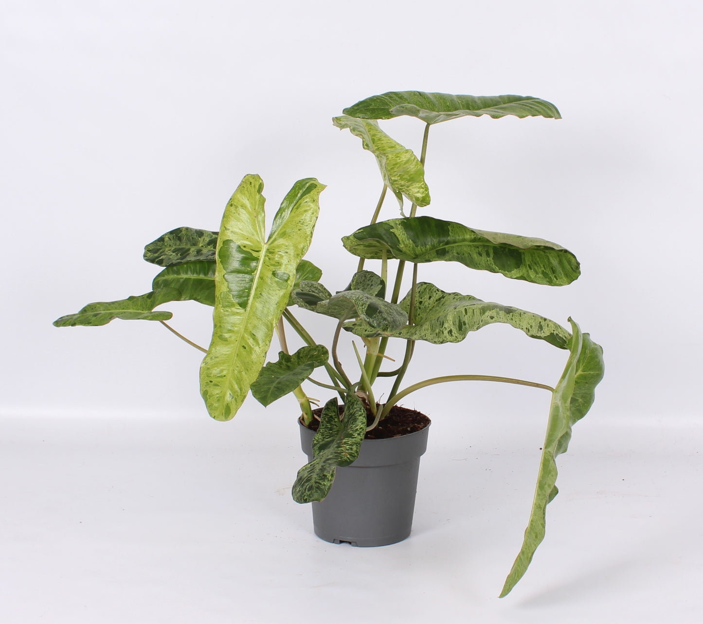 Philodendron scandens 65cm 17cm Pot