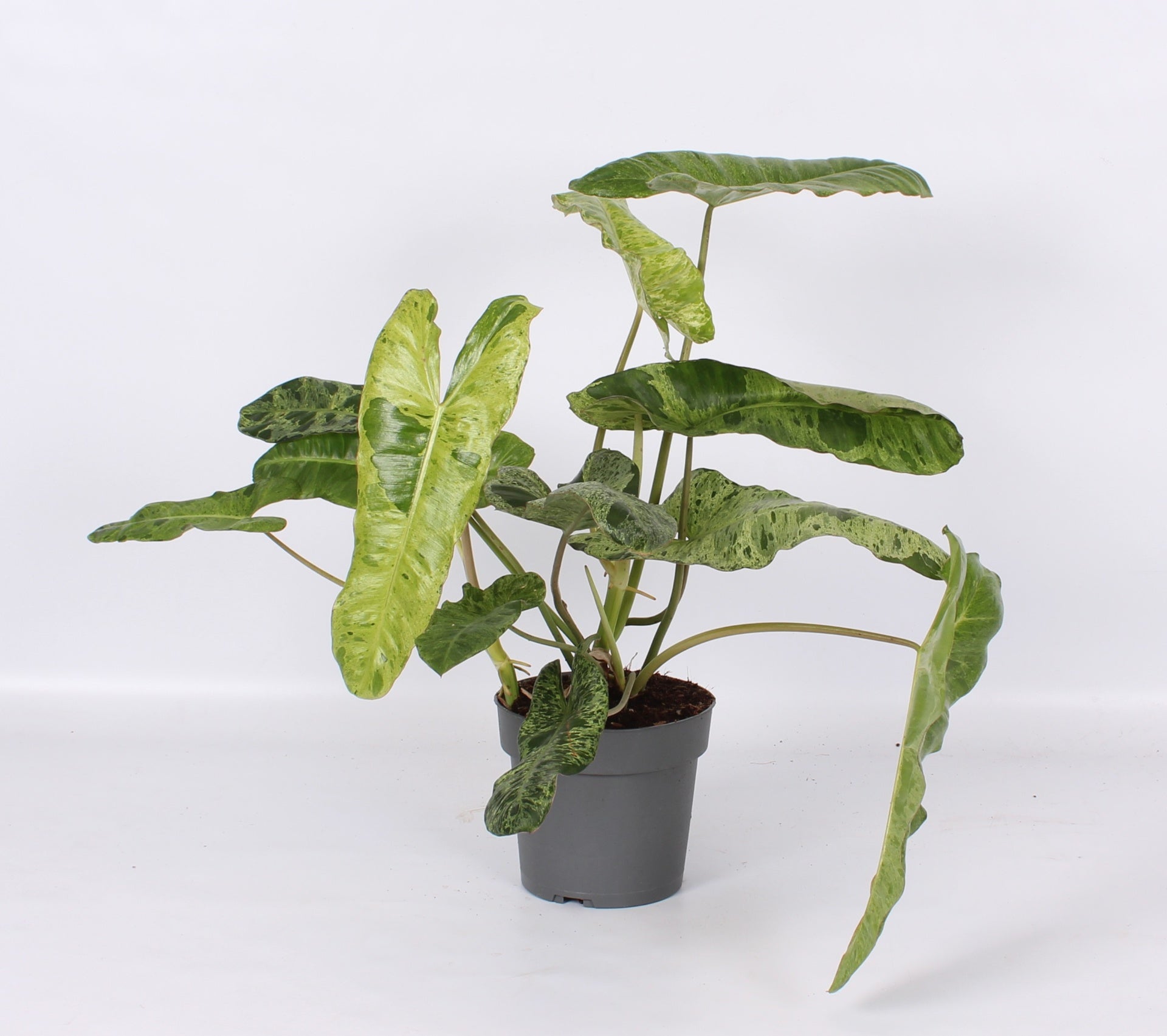 Philodendron scandens 65cm 17cm Pot