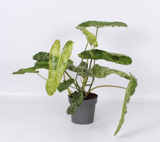 Philodendron scandens 65cm 17cm Pot