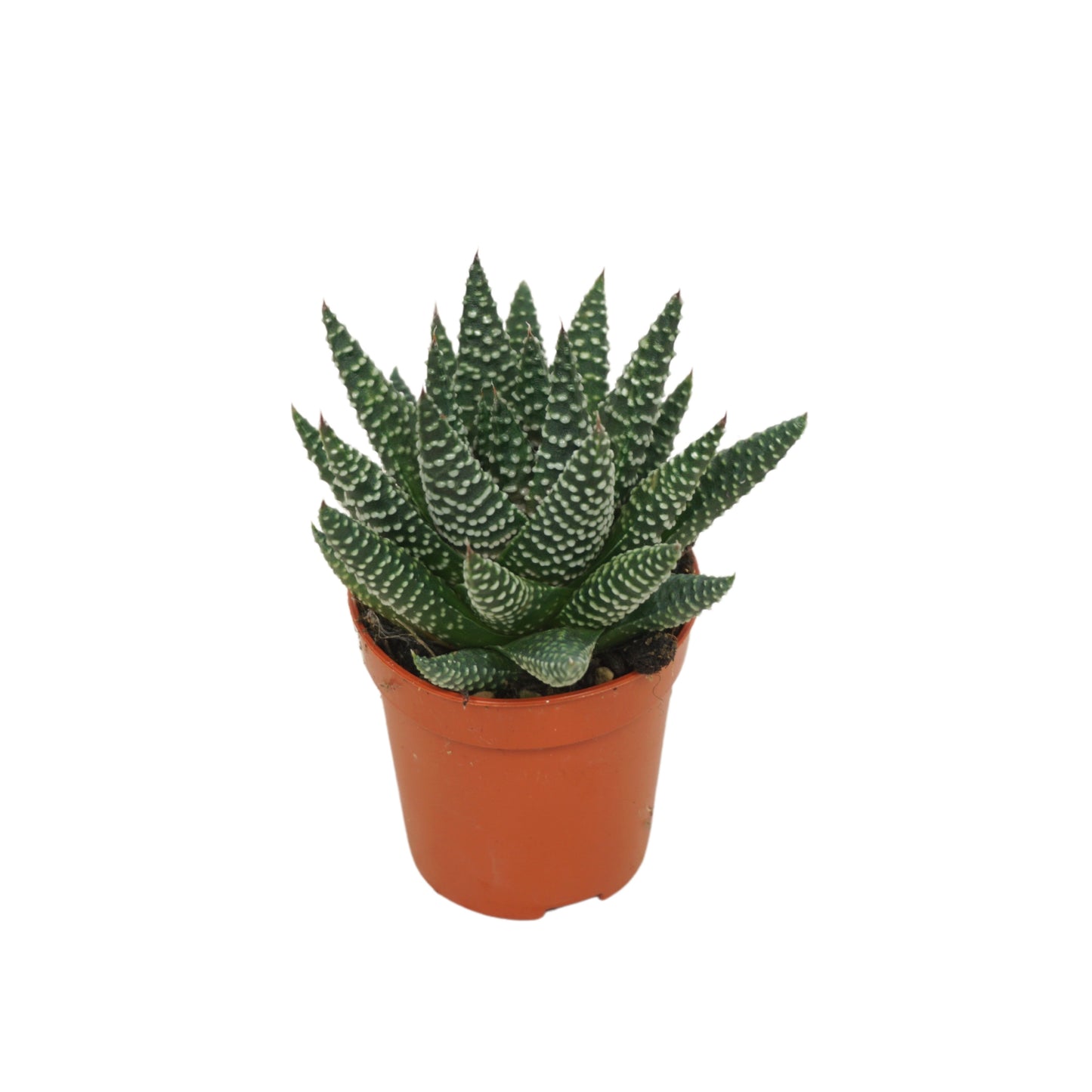 Haworthia fasciata 8cm 5.5cm Pot
